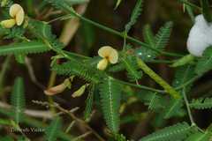 Aeschynomene indica